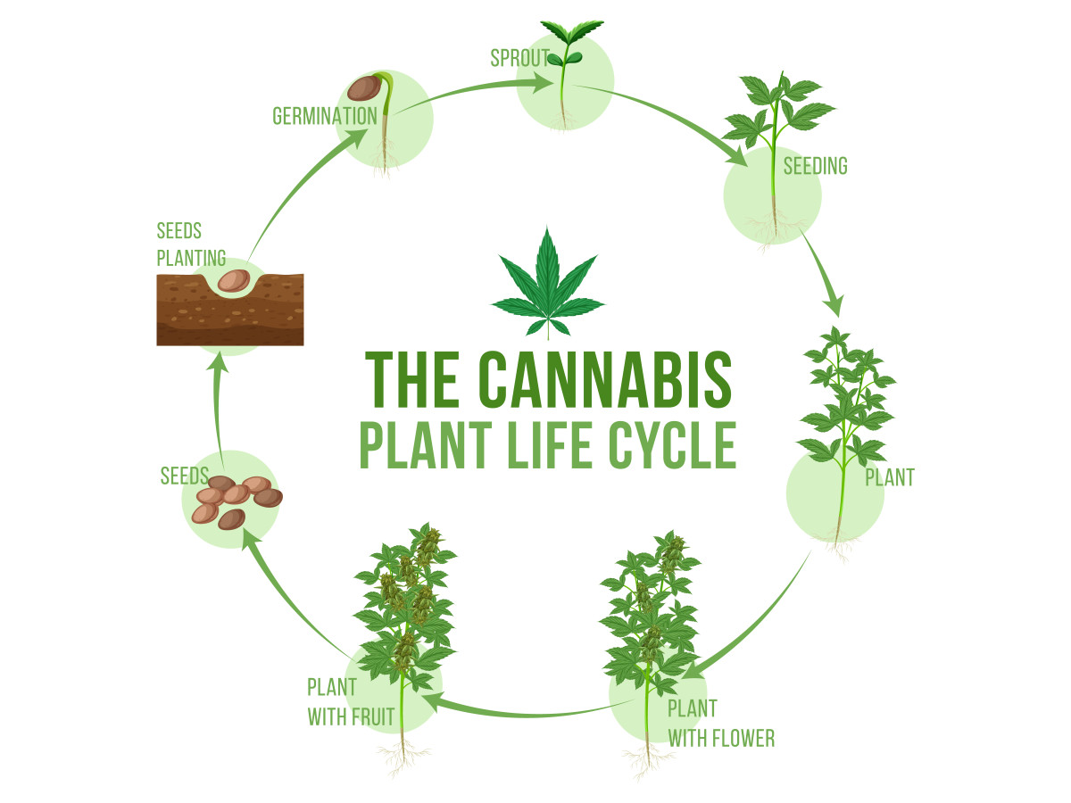 ИССЛЕДОВАНИЕ ЖИЗНЕННОГО ЦИКЛА КОНОПЛИ: ОТ ПРОИЗРАСТАНИЯ ДО ЦВЕТЕНИЯ