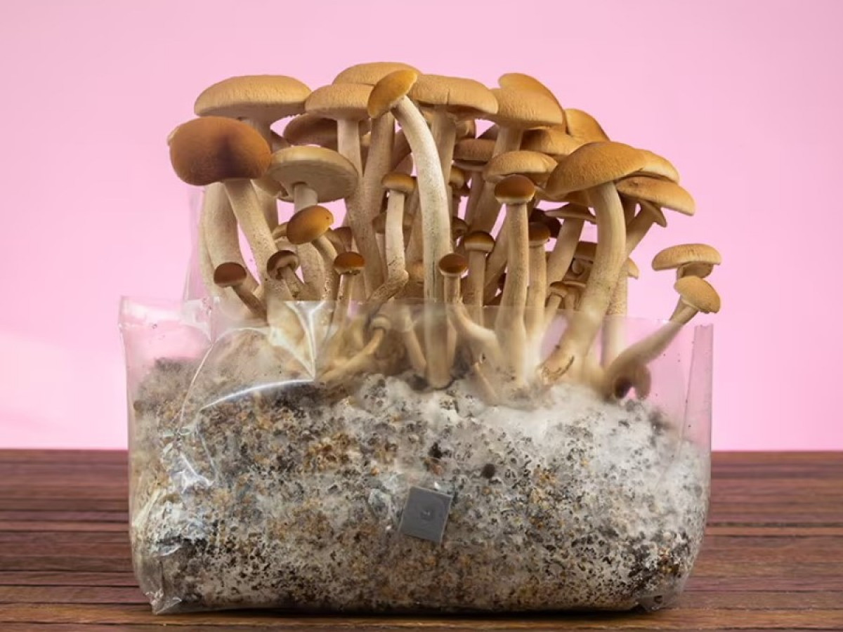 Как вырастить Psilocybe Cubensis ✔️ Волшебные грибы дома!