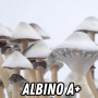 СПОРЫ ЭКЗОТИЧЕСКИХ ГРИБОВ PSILOCYBE CUBENSIS - ALBINO A+