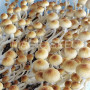 СПОРИ ПСИЛОЦИБІНОВИХ ГРИБІВ B+ PSILOCYBE CUBENSIS