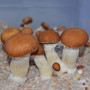 СПОРИ ПСИЛОЦИБІНОВИХ ГРИБІВ MALABAR PSILOCYBE CUBENSIS