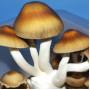 СПОРИ ПСИЛОЦИБІНОВИХ ГРИБІВ MALABAR PSILOCYBE CUBENSIS