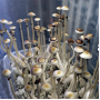 СПОРЫ ПСИЛОЦИБИНОВЫХ ГРИБОВ PSILOCYBE NATALENSIS