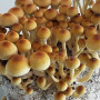 PINK BUFFALO - СПОРЫ ПСИЛОЦИБИНОВЫХ ГРИБОВ PSILOCYBE CUBENSIS