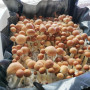 СПОРЫ ПСИЛОЦИБИНОВЫХ ГРИБОВ LIPA YAI (THAI) PSILOCYBE CUBENSIS