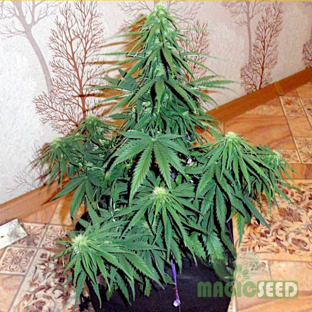 Купить семена конопли Auto АК-47 | Magic Seed