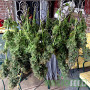 СЕМЕНА КОНОПЛИ BIG BUD AUTOFEM