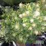 СЕМЕНА КОНОПЛИ BIG BUD AUTOFEM