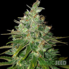 Black Domina autofem