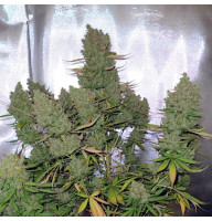 Blueberry autofem