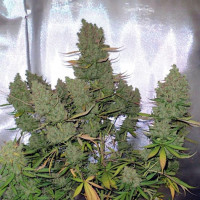 Blueberry autofem