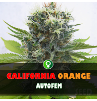 California Orange autofem