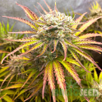 Californian Snow autofem