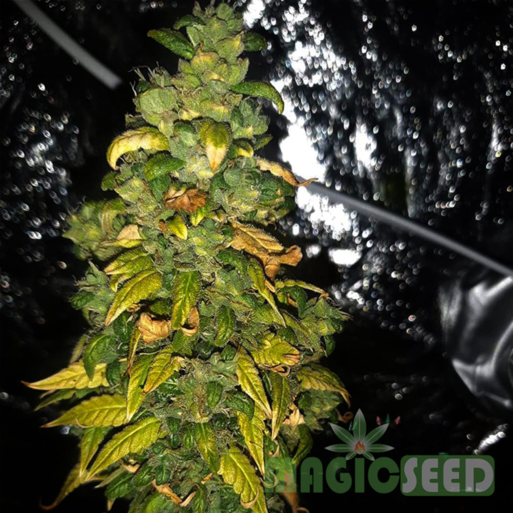 СЕМЕНА КОНОПЛИ COLORADO COOKIES AUTOFEM