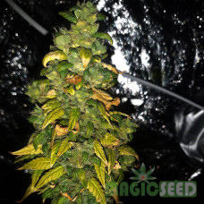 Colorado Cookies autofem