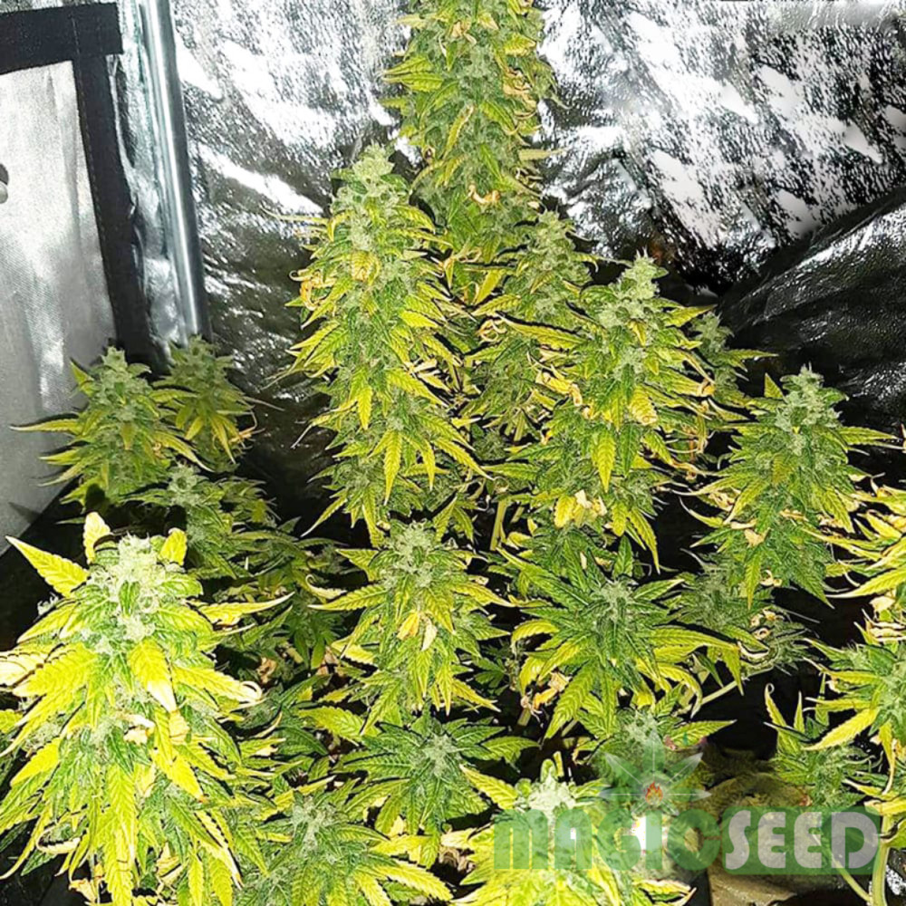 СЕМЕНА КОНОПЛИ COLORADO COOKIES AUTOFEM