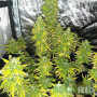 СЕМЕНА КОНОПЛИ COLORADO COOKIES AUTOFEM