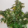 СЕМЕНА КОНОПЛИ COLORADO COOKIES AUTOFEM