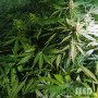 СЕМЕНА КОНОПЛИ COLORADO COOKIES AUTOFEM