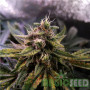 СЕМЕНА КОНОПЛИ COLORADO COOKIES AUTOFEM