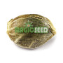СЕМЕНА КОНОПЛИ COLORADO COOKIES AUTOFEM СЕМЕНА КОНОПЛИ COLORADO COOKIES AUTOFEM