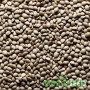 СЕМЕНА КОНОПЛИ COLORADO COOKIES AUTOFEM