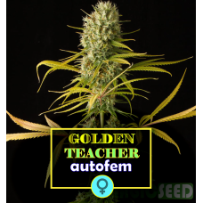 Golden Teacher Auto