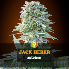 Jack Herer autofem