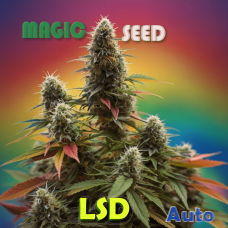 LSD autofem