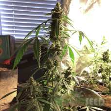 Nirvana Diesel autofem