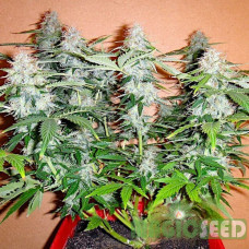 Northern Lights autofem