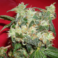 White Widow autofem