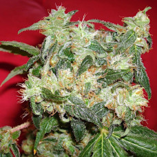White Widow autofem