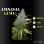 НАСІННЯ КОНОПЛІ AMNESIA LIME AUTOFEM