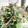 СЕМЕНА КОНОПЛИ BLUE CHEESE AUTOFEM