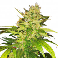 Bruce Banner autofem