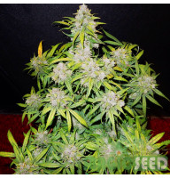 Green Crack autofem