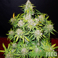 Green Crack autofem