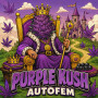 Purple Kush autofem