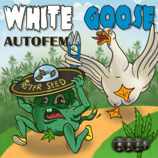 White Goose autofem