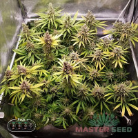 Amnesia Lemon fem