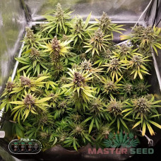 Amnesia Lemon fem