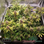 СЕМЕНА КОНОПЛІ AMNESIA LEMON FEMINISED SATIVA DOMINANT