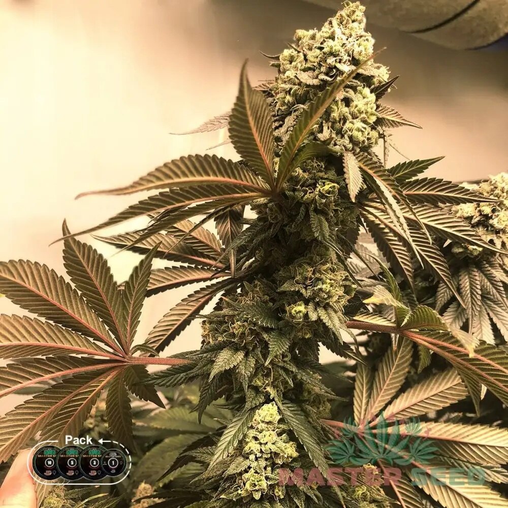 СЕМЕНА КОНОПЛІ AMNESIA LEMON FEMINISED SATIVA DOMINANT