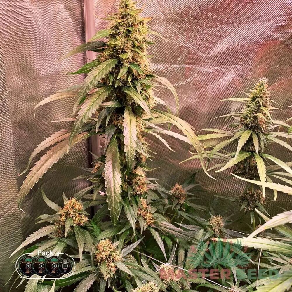 СЕМЕНА КОНОПЛІ AMNESIA LEMON FEMINISED SATIVA DOMINANT