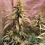 СЕМЕНА КОНОПЛІ AMNESIA LEMON FEMINISED SATIVA DOMINANT