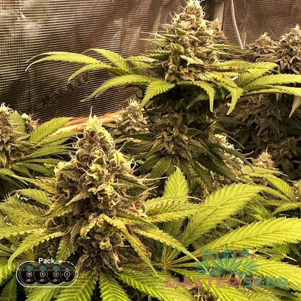 СЕМЕНА КОНОПЛИ BIG BANG FEMINISED INDICA ДОМИНИРУЮЩИЙ ГИБРИД