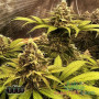 СЕМЕНА КОНОПЛИ BIG BANG FEMINISED INDICA ДОМИНИРУЮЩИЙ ГИБРИД