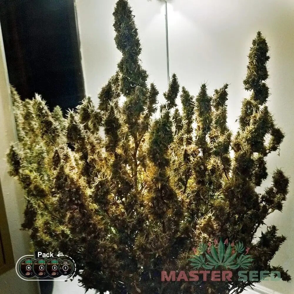 СЕМЕНА КОНОПЛИ BIG BANG FEMINISED INDICA ДОМИНИРУЮЩИЙ ГИБРИД