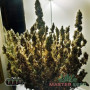 СЕМЕНА КОНОПЛИ BIG BANG FEMINISED INDICA ДОМИНИРУЮЩИЙ ГИБРИД